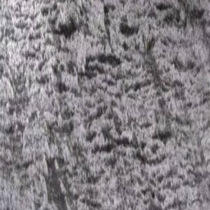 Quartzite - SILVER GALAXY BLACK